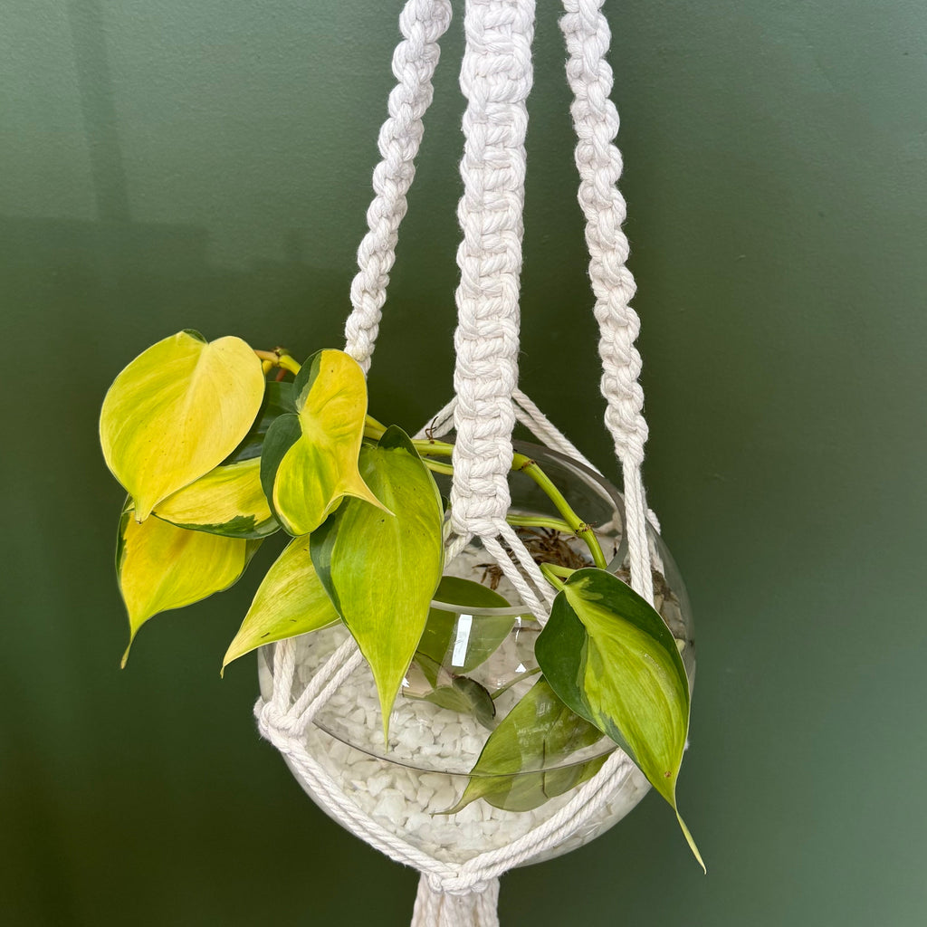 Create & Sip Macrame Workshop